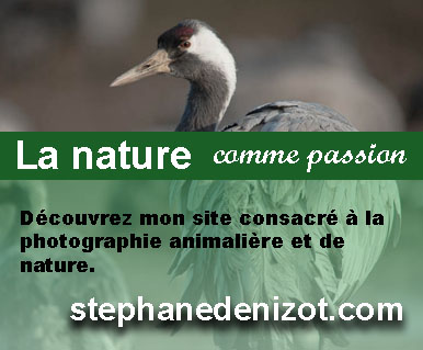 Site nature et photo animalière Stéphane Denizot